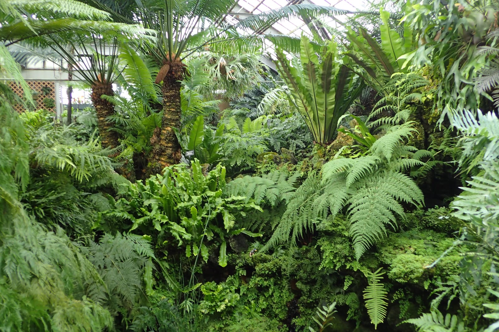 The glasshouse exterior of the Lincoln Park Conservatory in Chicago